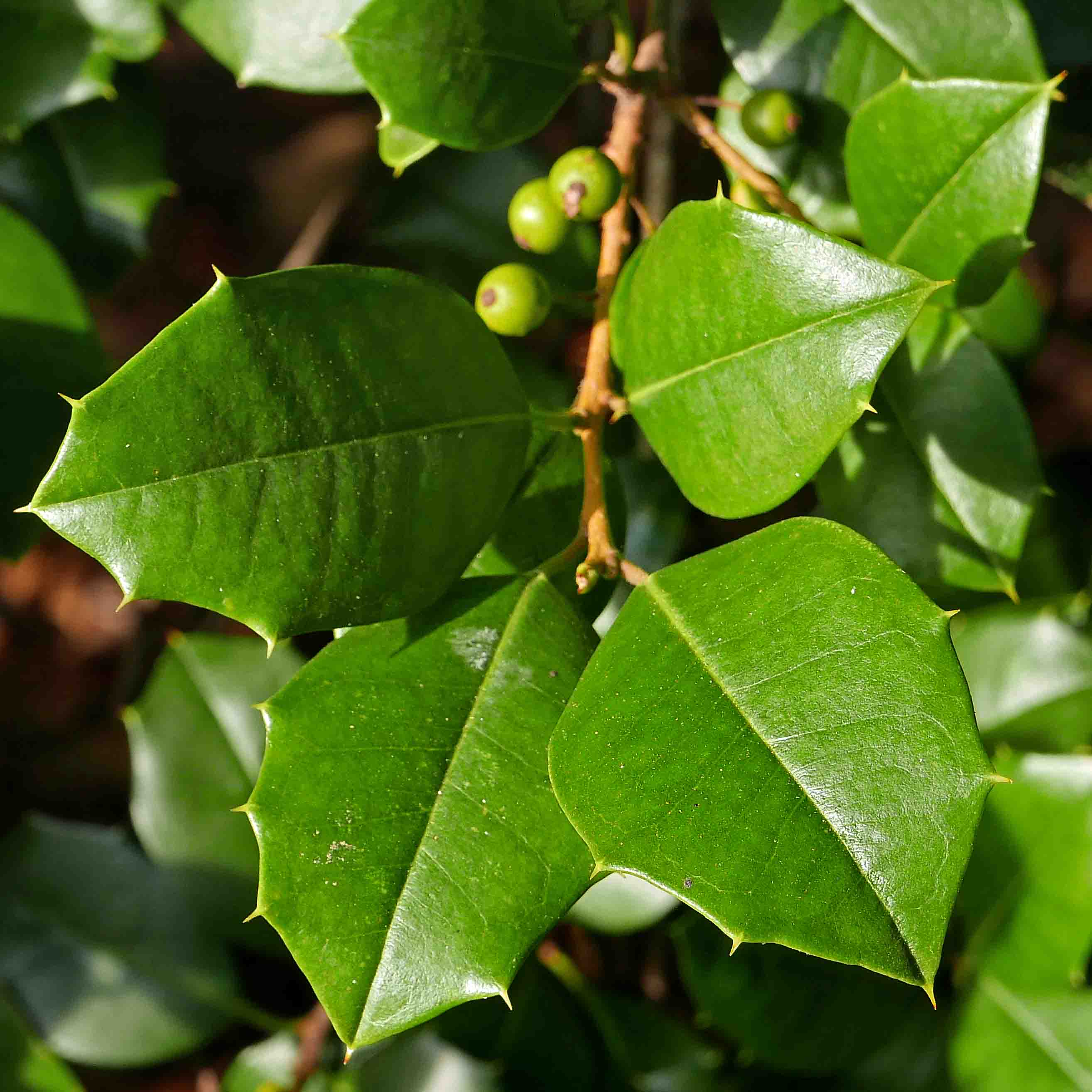 Ilex opaca (American holly) leaves are tipped with few to many short spines, which serve to deter herbivory.