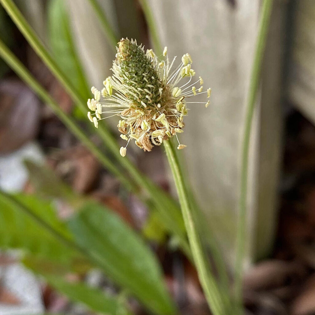 P. lanceolata (English plantain or rib-grass) flower spike in June.