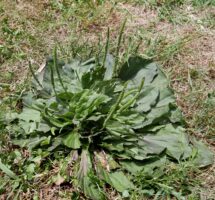 Native Plantago rugelii (American, broad-leaved or blackseed plantain) rosette in July.