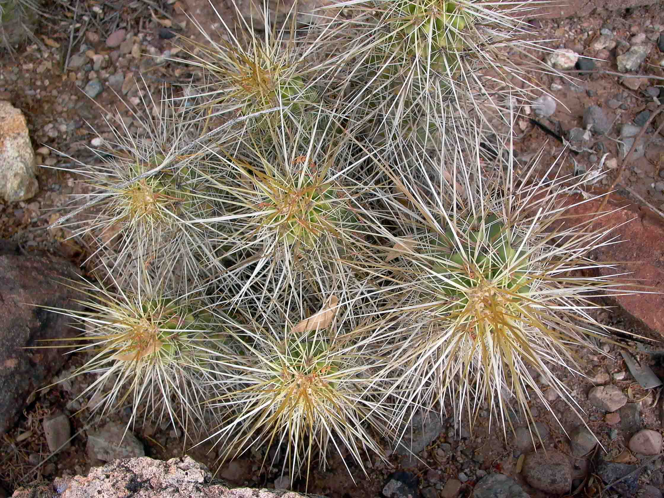Protective spines of a southwestern species Cactaceae in the Sonoran desert.
