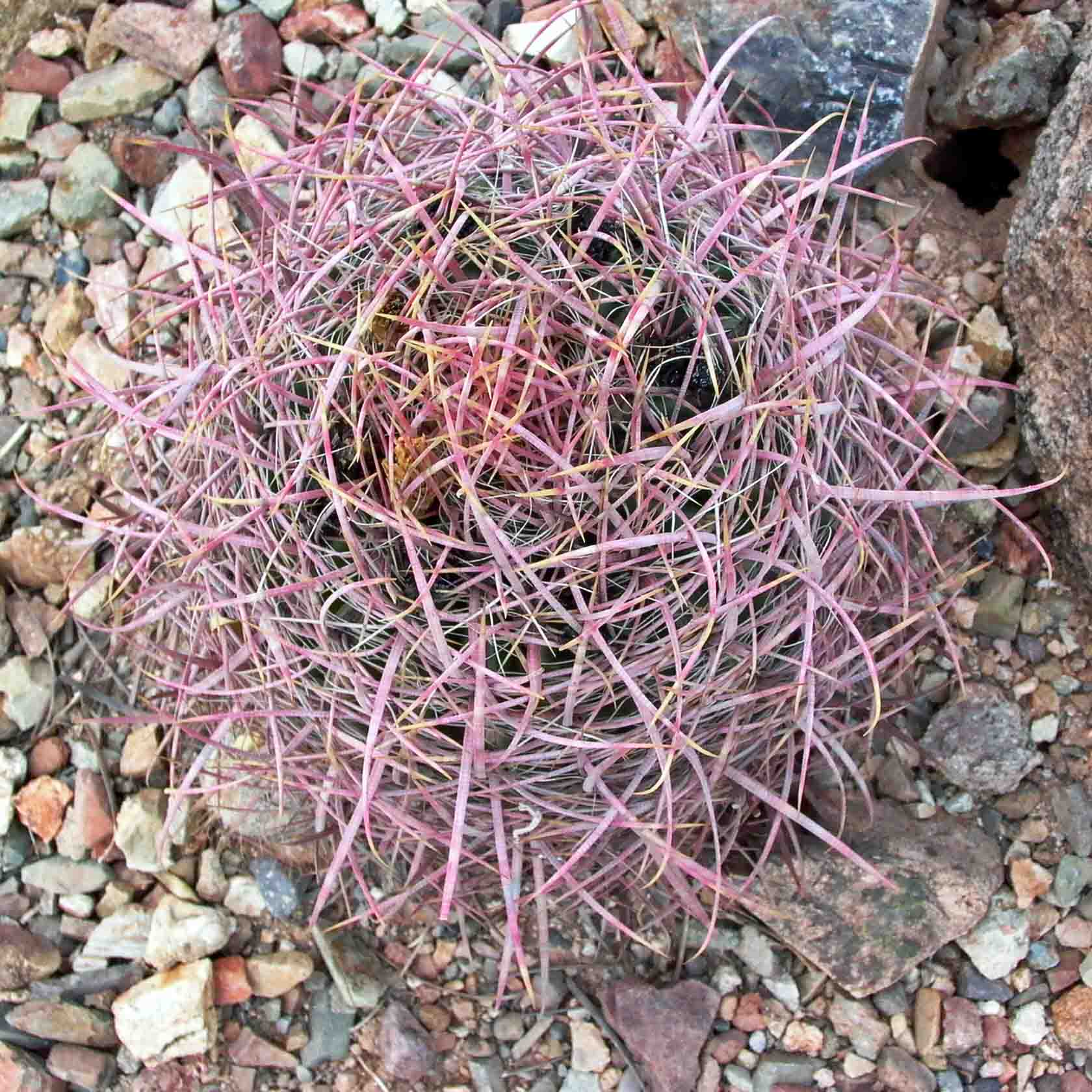 Fishhook spines direct water downward toward the roots of Ferocactus wislizeni (fishhook barrel cactus) in the Sonoran Desert.