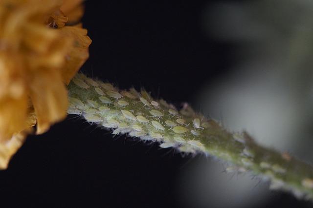 Aphids on plant stem