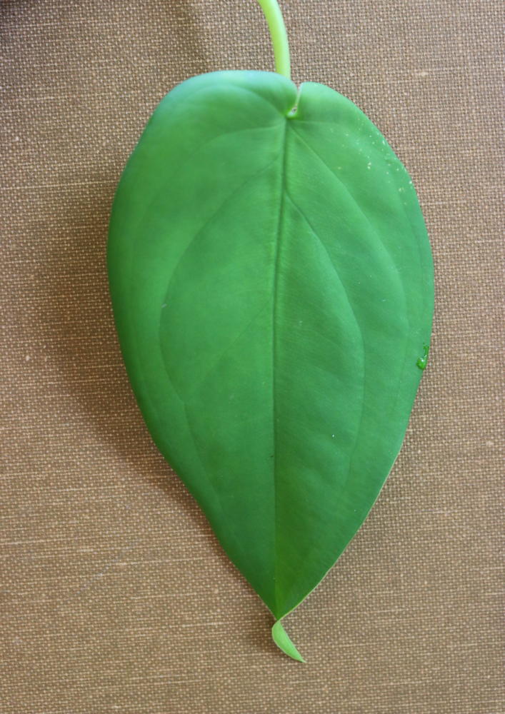 Syngonium chiapense