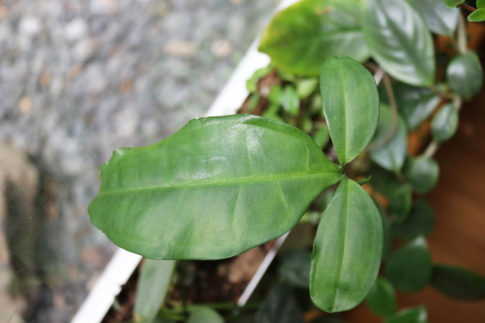 Syngonium auritum