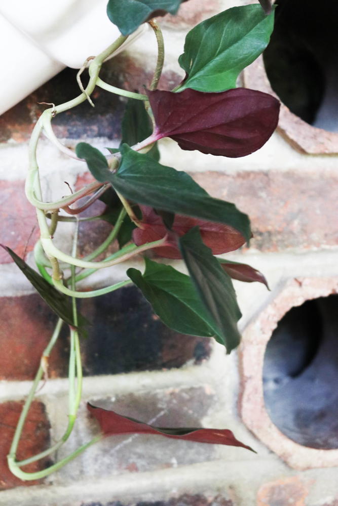 Syngonium erythrophyllum ‘Llano-Carti Road’