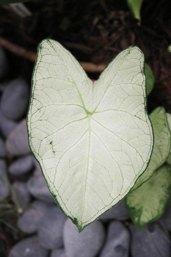 Caladium leaf