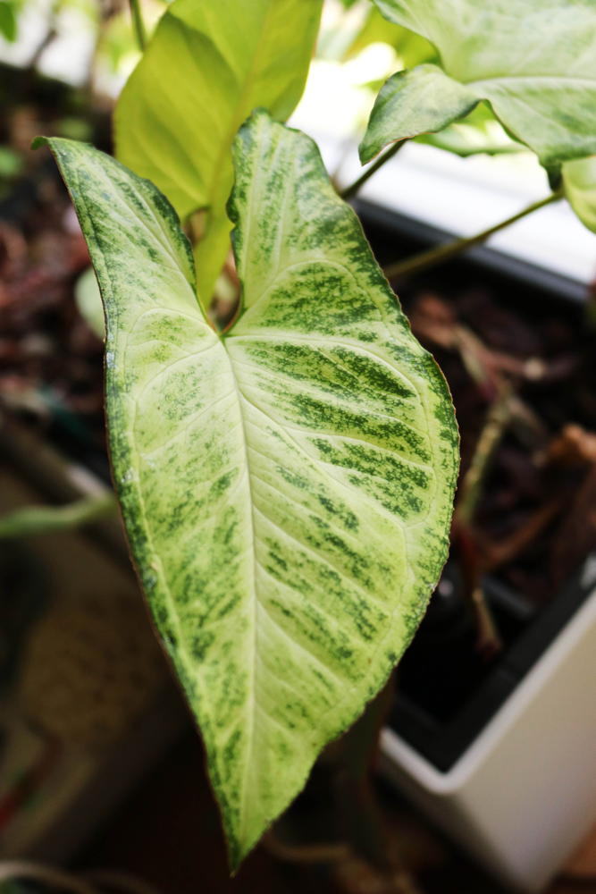 Syngonium leaf