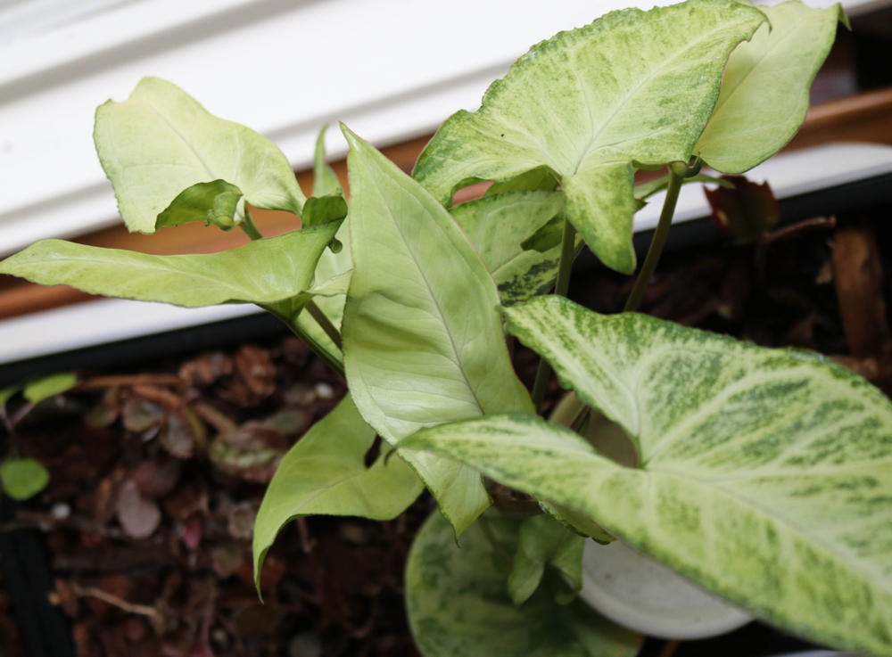 Syngonium podophyllum 'White Butterfly'