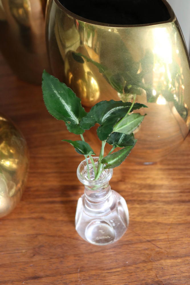 Propagation jar with Syngonium rayii