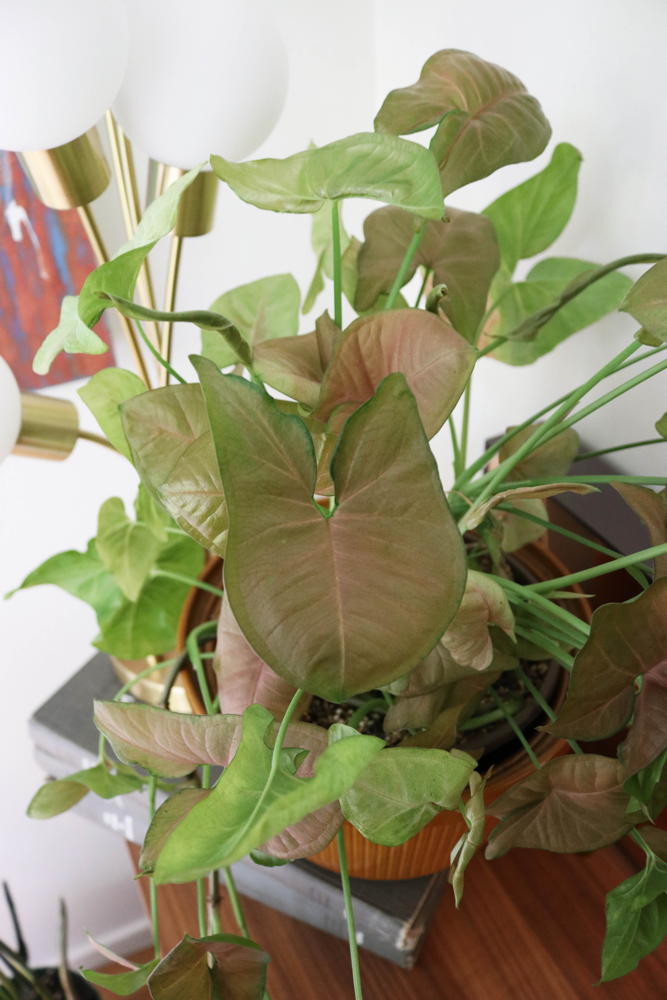 Syngonium podophyllum ‘Pink Allusion’