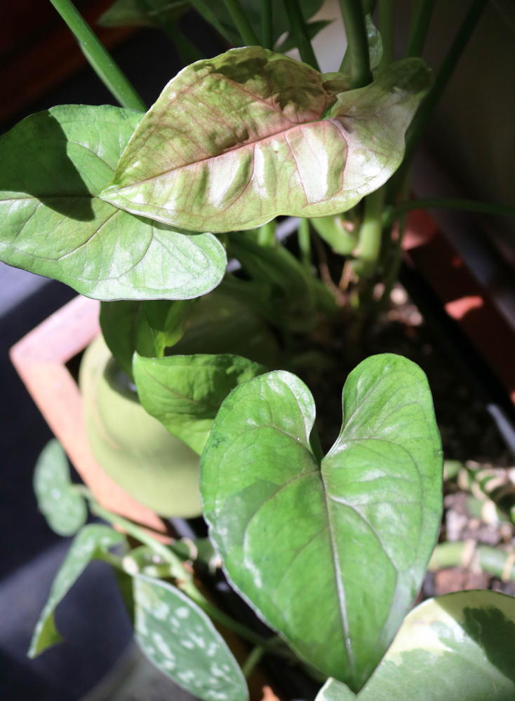 Syngonium podophyllum ‘Berry Allusion’ with very different leaves emerging from the same plant.