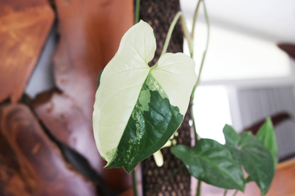 Syngonium podophyllum albo-variegatum