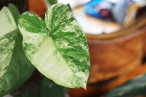 Syngonium podophyllum albo-variegatum