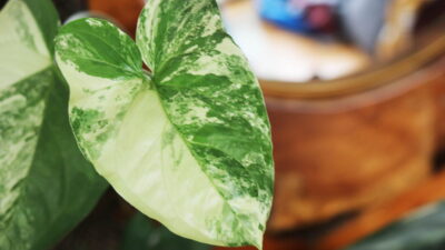 Syngonium podophyllum albo-variegatum