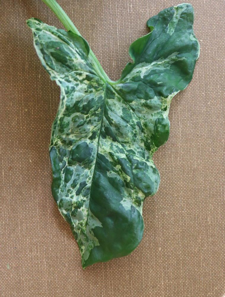 Syngonium Podophyllum ‘Army/Mojito’