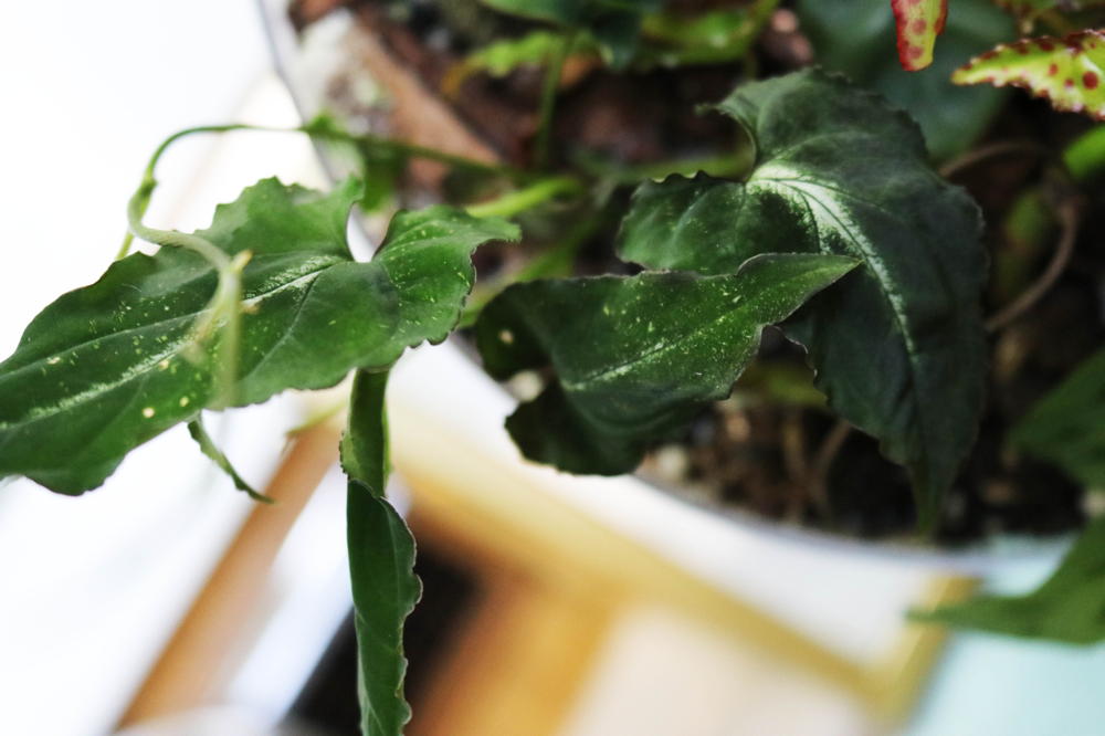 Syngonium rayii
