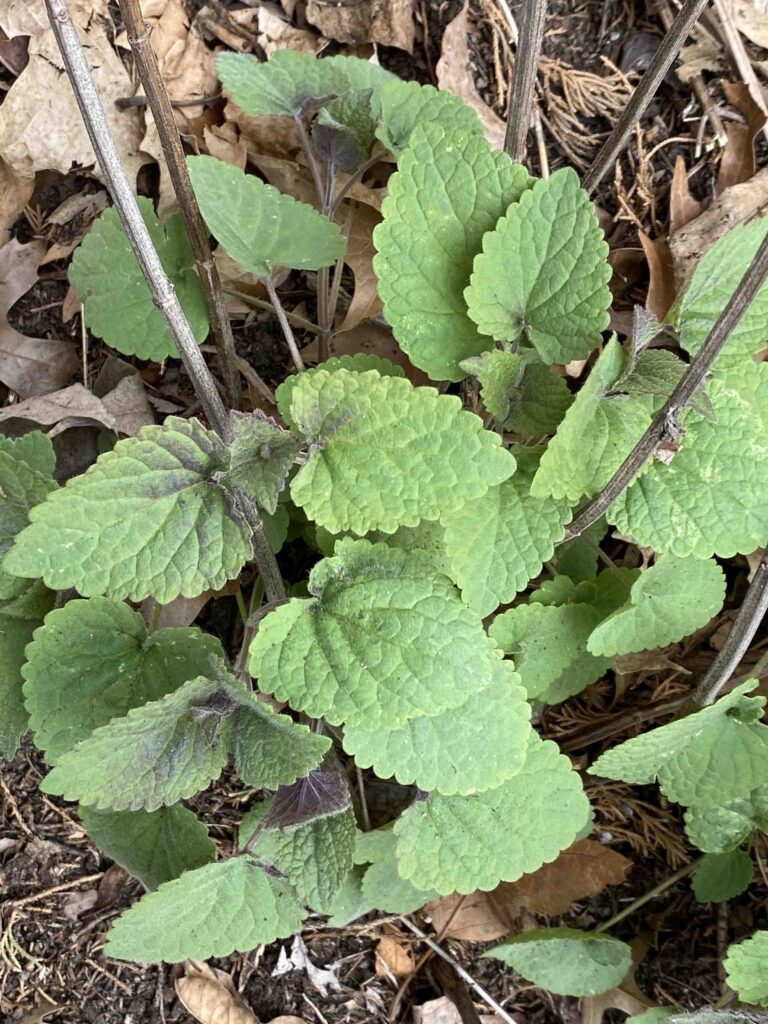Agastache foeniculum (Blue Giant or Anise Hyssop) new leaves in March.