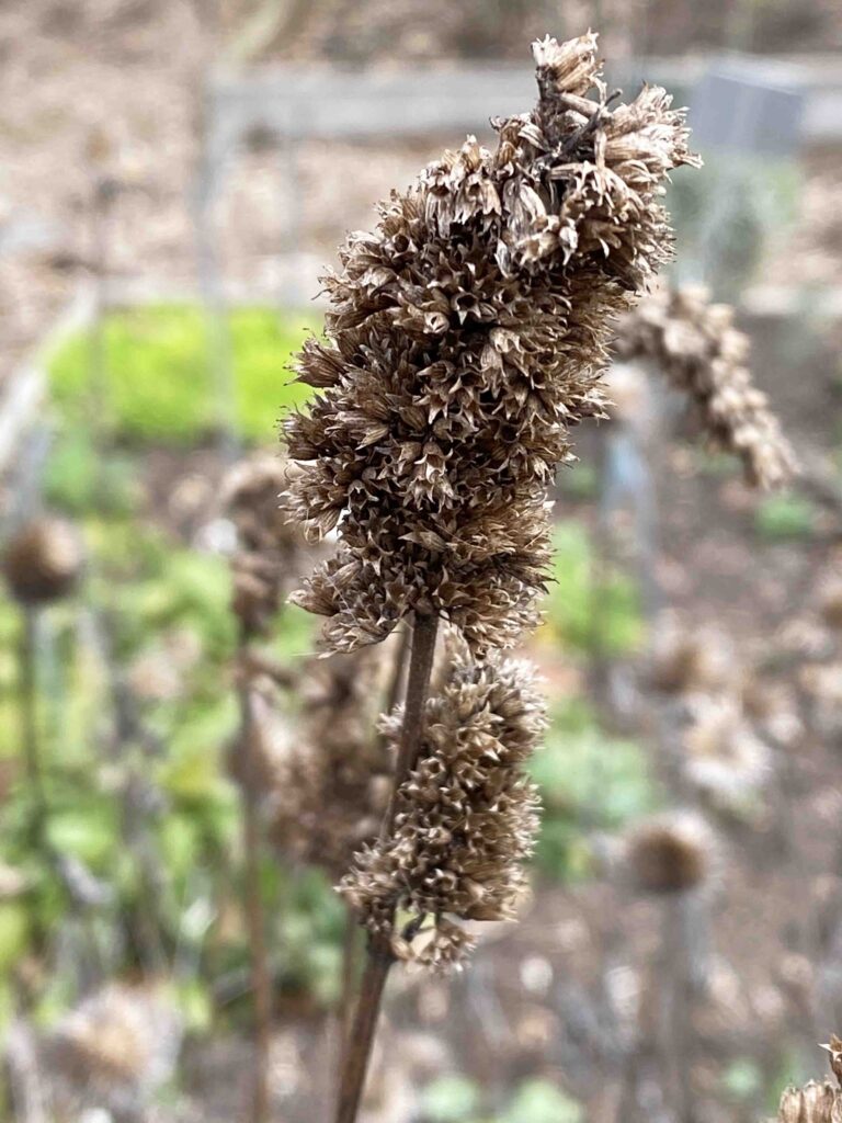 Agastache foeniculum (Blue Giant or Anise Hyssop) seed head in March.