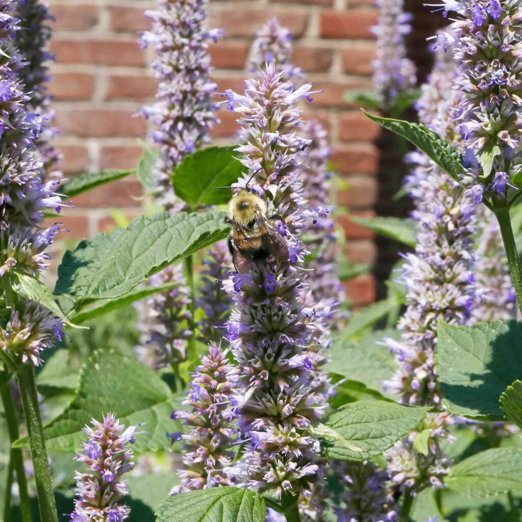 Terminal spikes of small, dense verticllasters of Agastache foeniculum
