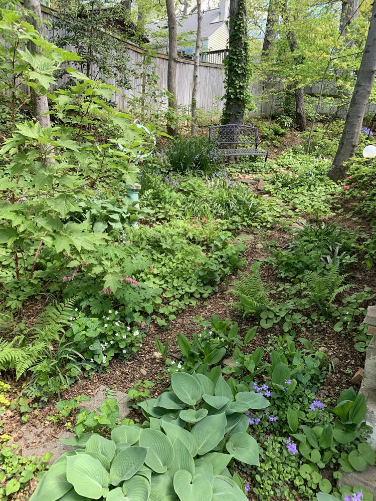 Back yard with native plants. Photo by Alyssa Ford Morel