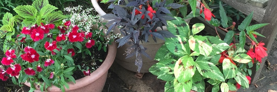 plants in pots