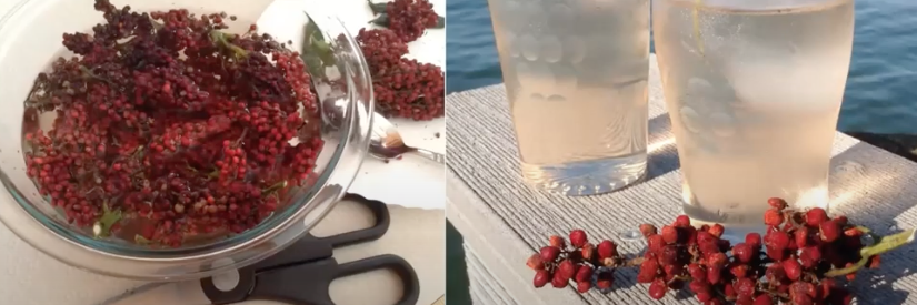 foraged berries made into lemonade