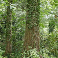 Hedera Helix Vines Covering tree trunks - August.