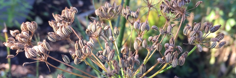 seeds on an herb plant