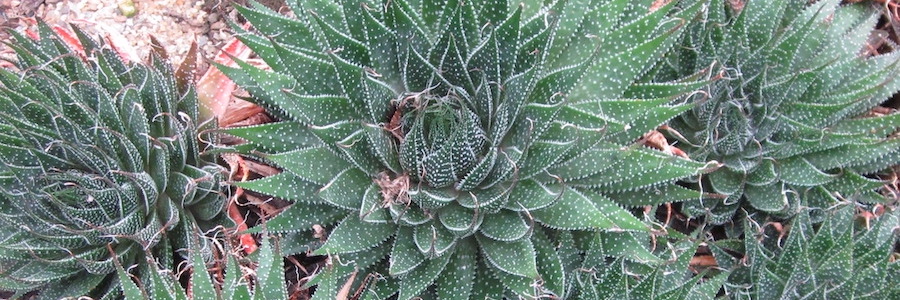houseplants