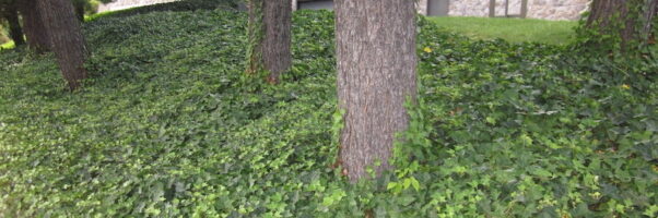 English ivy growing on trees