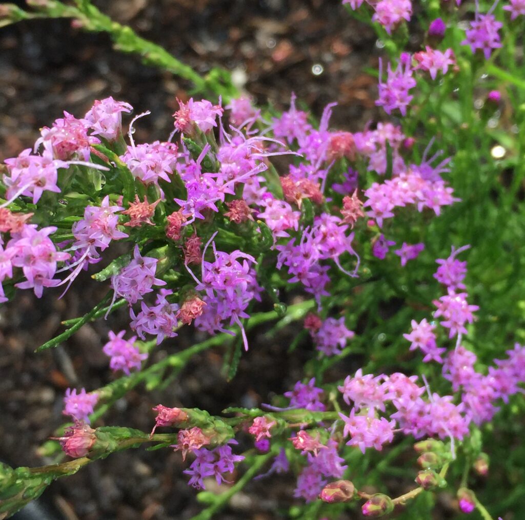 Dwarf blazing star has numerous flower stems
