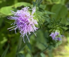 Thistle-like flowers of eastern blazing star