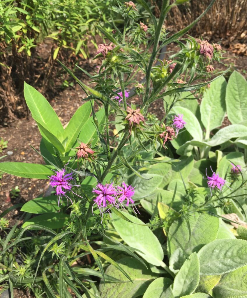 Scaly blazing star in July
