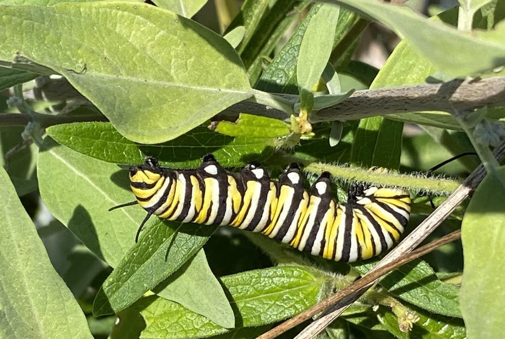 Monarch Caterpillar on Asclepias tuberosa