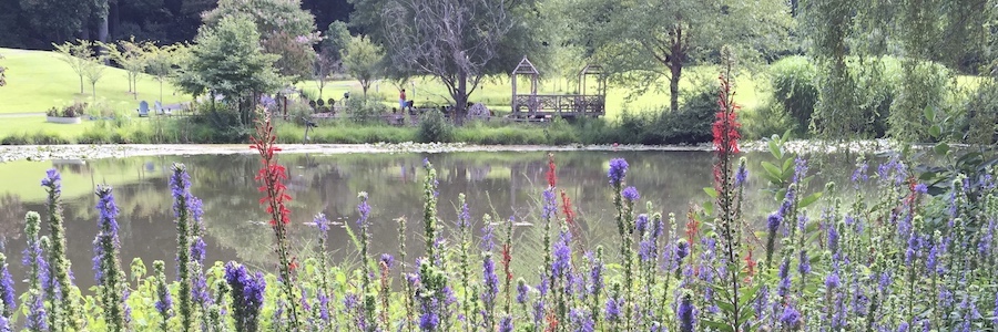 native plants beside a lake