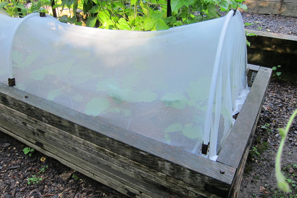Row cover over hoops in a raised bed protects eggplants from flea beetles early in the season.