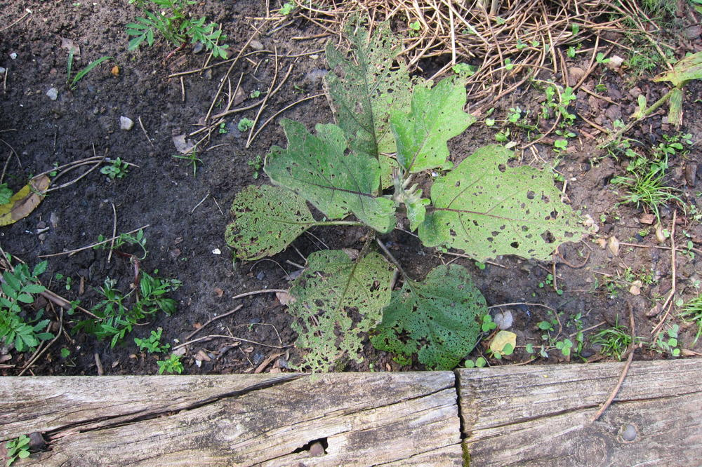 An unprotected eggplant that has been attacked by flea beetles.