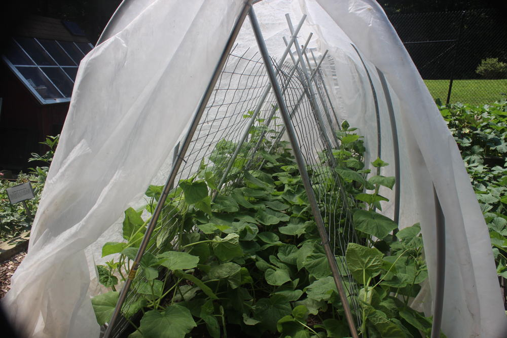 Self-pollinating cucumbers growing under row cover in a raised bed.