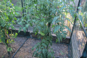 An experiment in 2022 to see if a simpler and lighter enclosure system can protect tomatoes from squirrels and chipmunks.