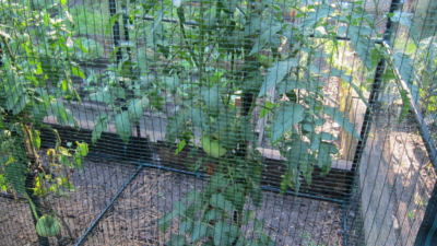 An experiment in 2022 to see if a simpler and lighter enclosure system can protect tomatoes from squirrels and chipmunks.