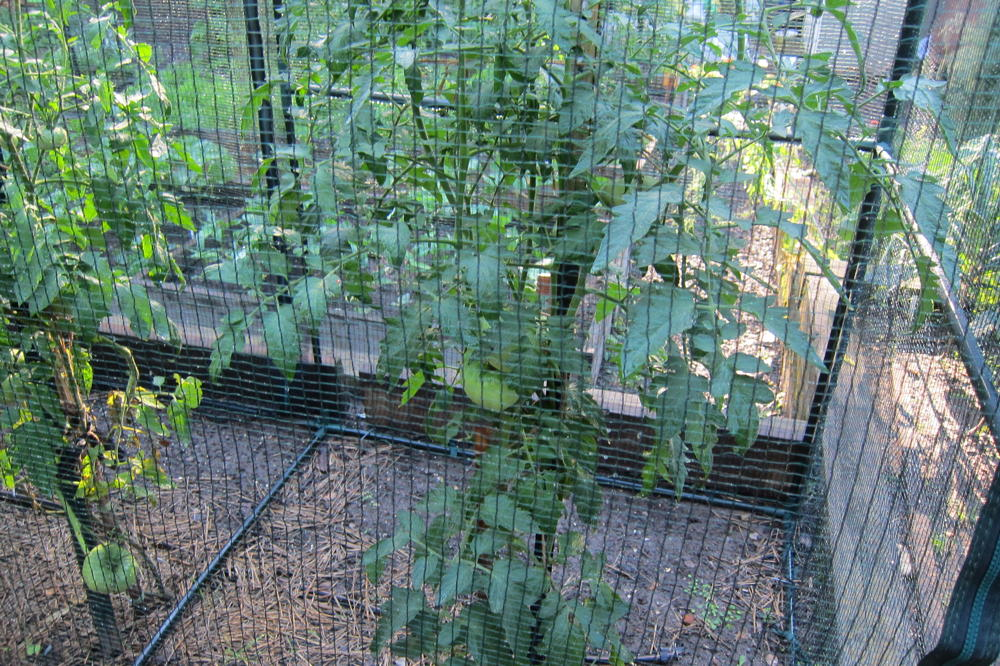 An experiment in 2022 to see if a simpler and lighter enclosure system can protect tomatoes from squirrels and chipmunks.