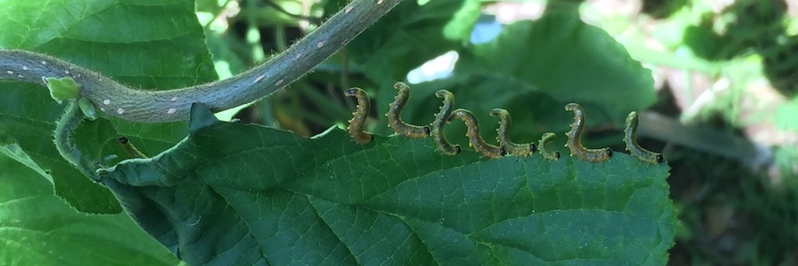 caterpillars eating leaf
