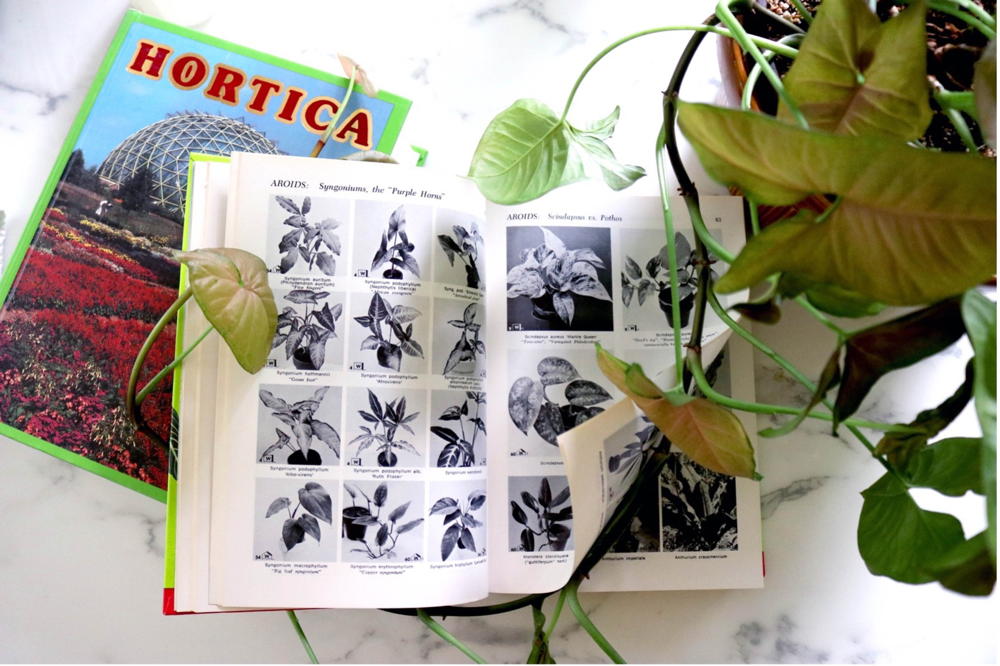 Open book - Exotic Plant Manual by Alfred Byrd Graf - displays the many types of Syngoniums that have been collected by houseplant enthusiasts for more than 50 years.