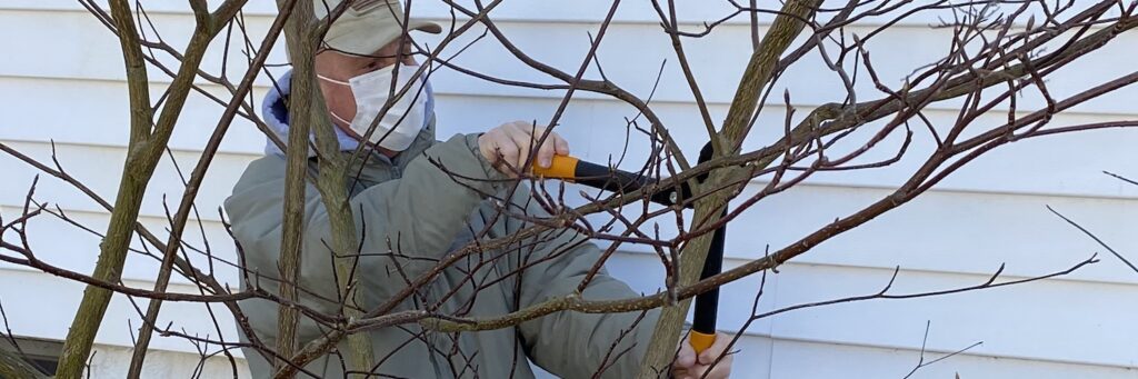 man pruning tree