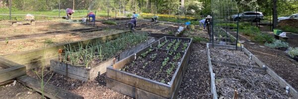 overview of a vegetable garden