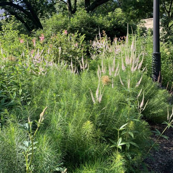 Veronicastrum virginicum (Culver's-root) intermixed with wildflowers in June on the grounds of the Rodin Museum in Philadelphia, Pennsyvania.