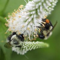 Common eastern bumble bees feeding on the tiny tubular flowers with exserted stamens of Veronicastrum virginicum (Culver's-root) in July.