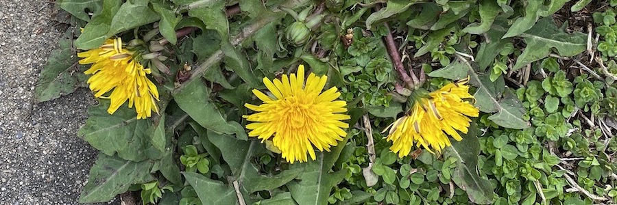 dandelion