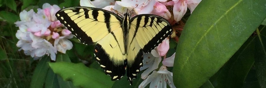 butterfly on flowers