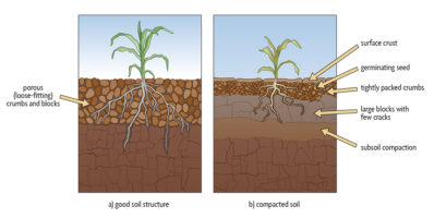 Plants growing in (a) soil with good tilth and (b) soil with all three types of compaction. Illustration by Vic Kulihin. Building Soils for Better Crops